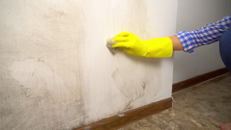 Best Dehumidification Services  in Lighthouse Point, FL