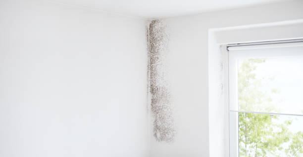 Biohazard Mold Removal in Lighthouse Point, FL