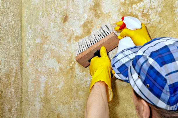 Best Biohazard Mold Removal  in Lighthouse Point, FL