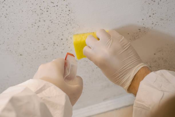 Best Forensic Mold Investigation  in Lighthouse Point, FL