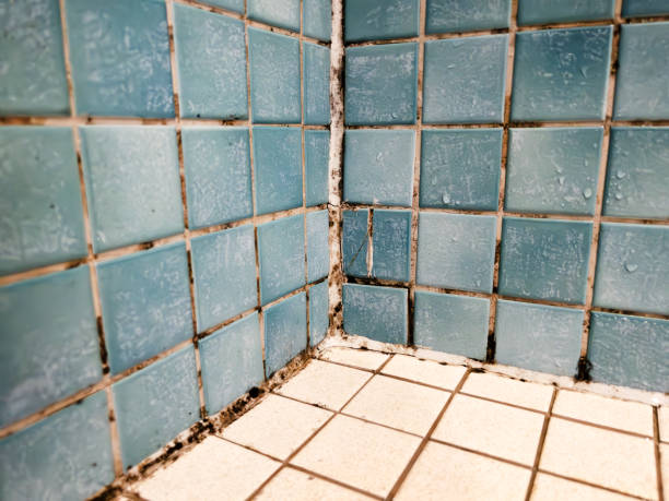 Mold Removal for HVAC Installations in Lighthouse Point, FL
