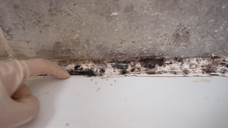 Best Commercial Mold Inspection  in Lighthouse Point, FL